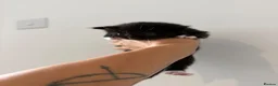 Mixed Breed cats for sale: Gorgeous Black & White Kittens – Boys & Girls - Advert 16
