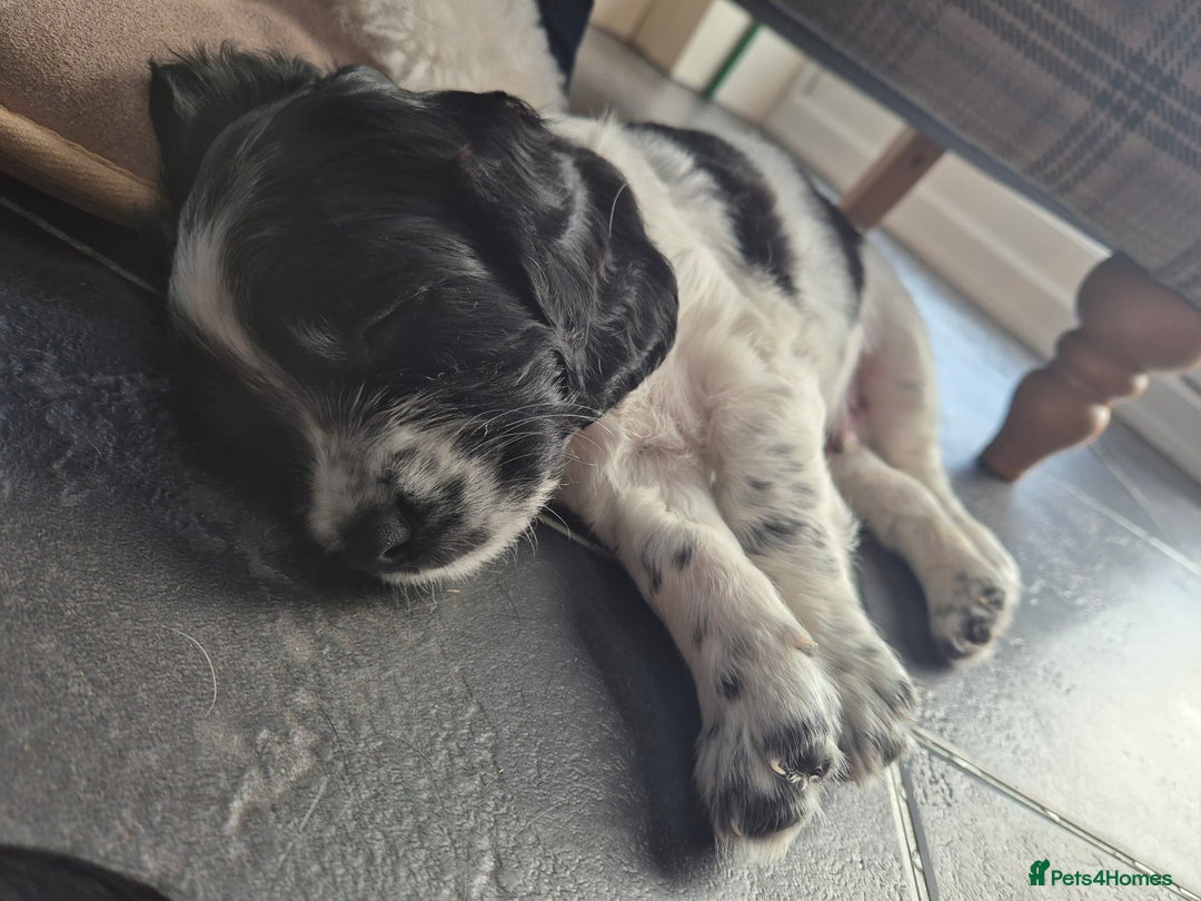 Sprocker dogs for sale: Beautiful Boy Sprocker Spaniel - Image 4