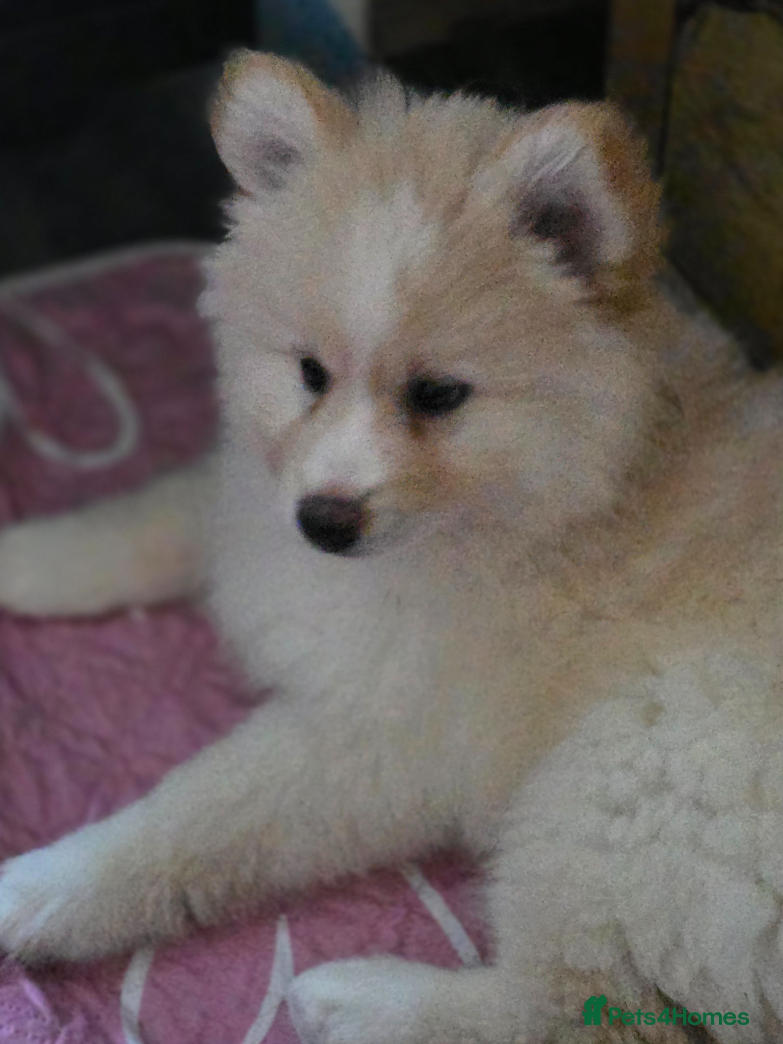 Pomsky dogs Gorgeous Pomsky READY NOW - Advert 18