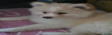 Simon 