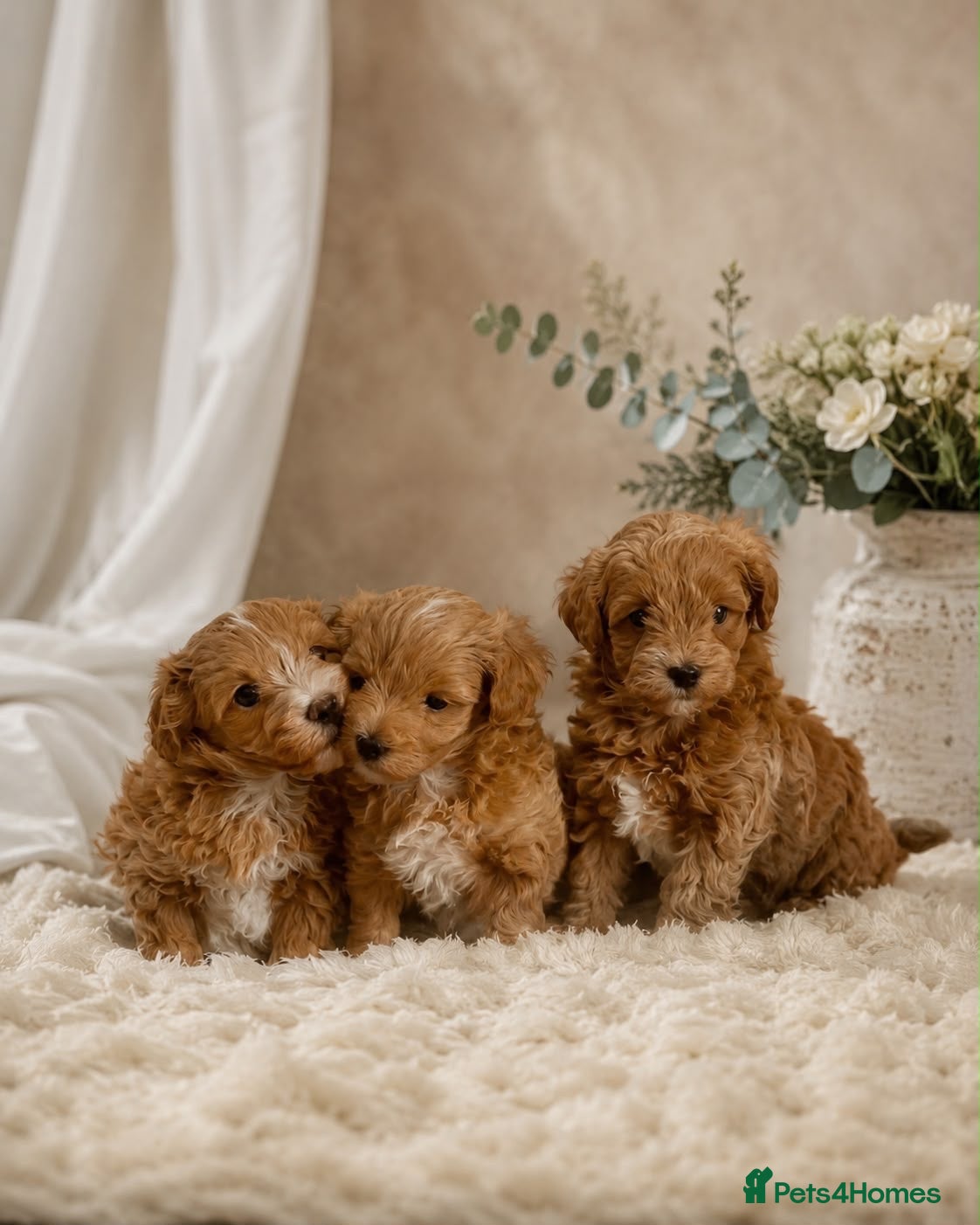 Maltipoo dogs Beautiful Red F1 Maltipoos - Advert 8