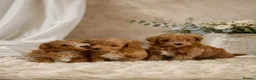 Maltipoo dogs for sale: Beautiful Red F1 Maltipoos - Advert 13