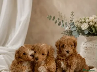 Maltipoo dogs Beautiful Red F1 Maltipoos - Advert 8