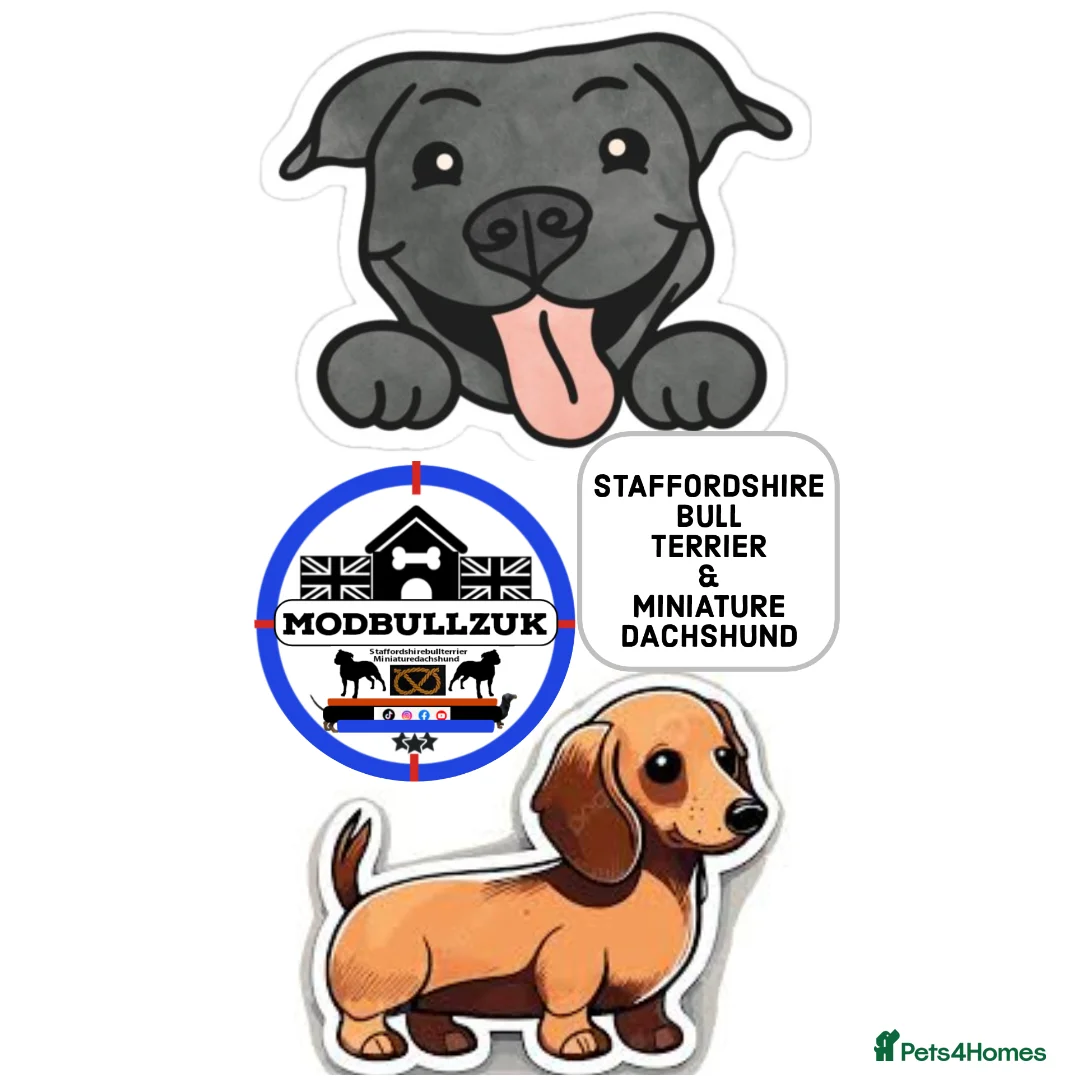 Miniature Dachshund dogs for sale: ⭐️⭐️⭐️⭐️⭐️ MINNIE×CRUZ ee EE ii II HEALTHTESTED KC - Advert 7