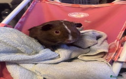 Guinea Pig rodents for sale: 2 female guinea pigs for sale  - Image 6