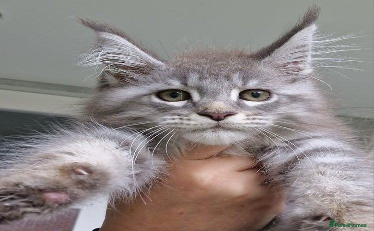 Maine Coon cats - Advert 1