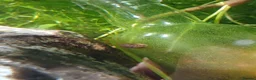 Snails fish for sale: Snails true fresh water nerite  - Advert 3