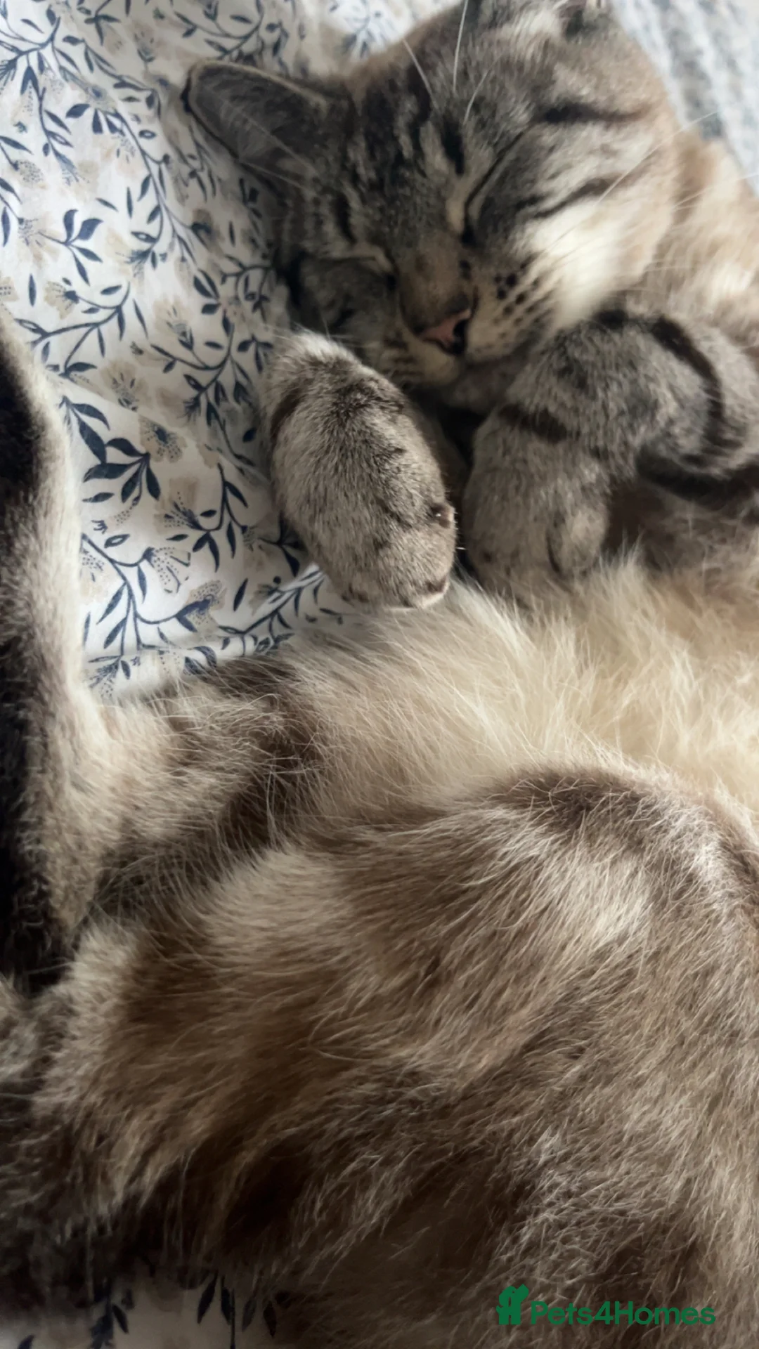 Mixed Breed cats for sale: 8 kittens looking for a forever home!!! - Advert 11