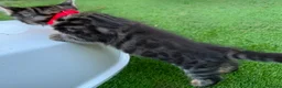 Bengal cats for sale: Bengal X Maine Coon Kittens  in Lyme Regis - Advert 13