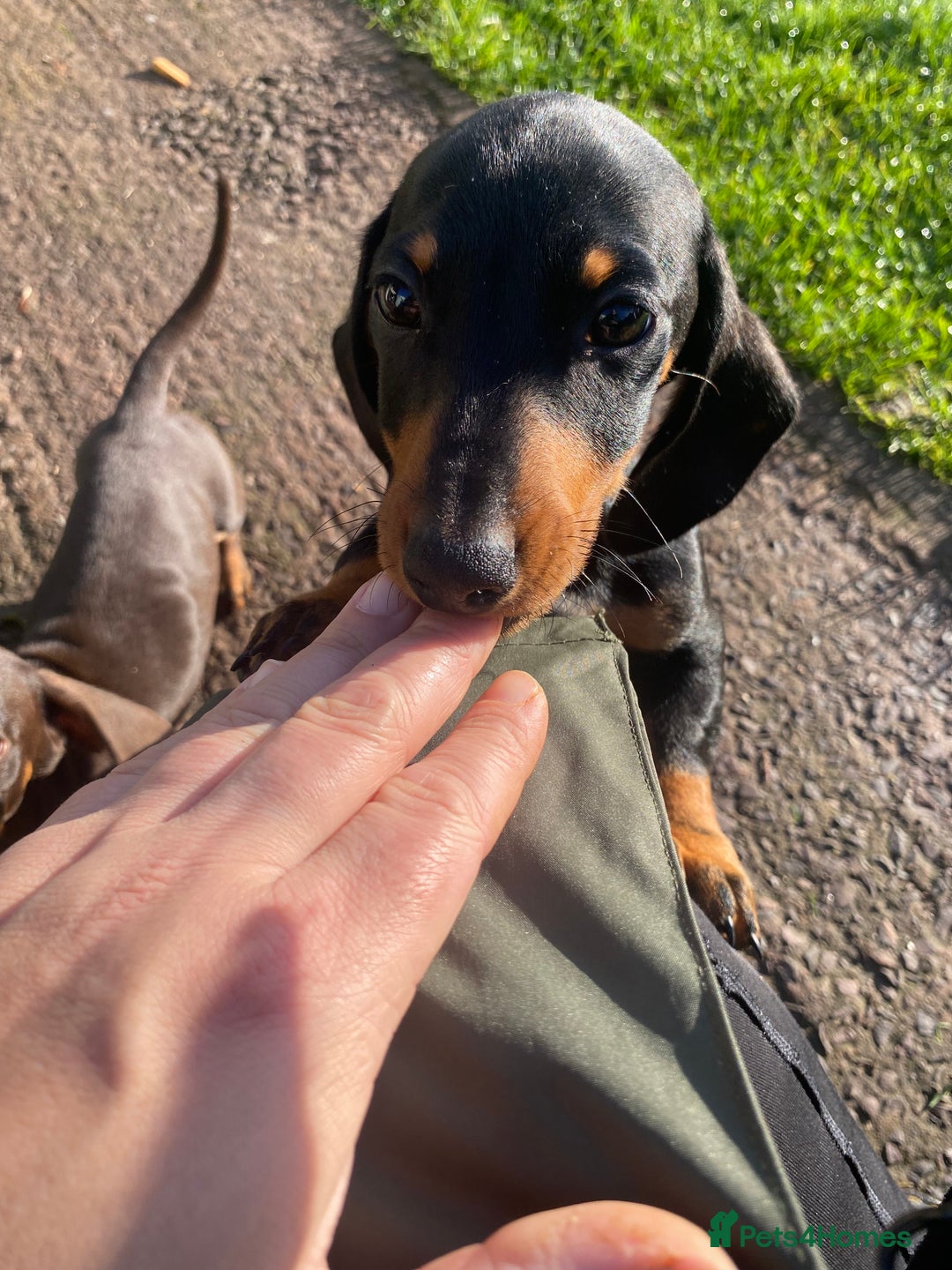 Dachshund dogs for sale: Miniature Dachshund Puppies ⭐️one male left  ⭐️ - Advert 13