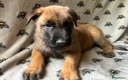 Belgian Shepherd Dog dogs for sale: Belgian Malinois puppies  - Image 1