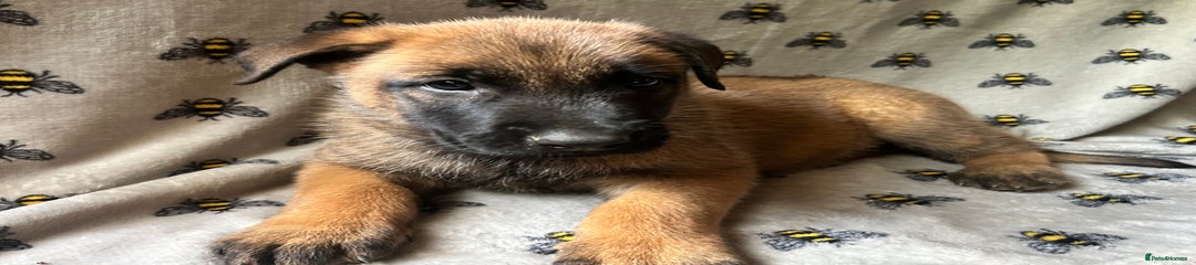 Belgian Malinois boy orange 