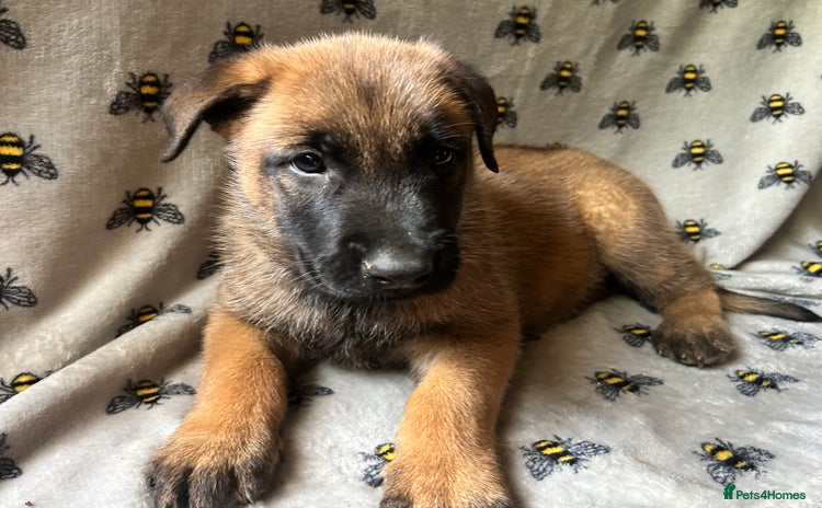 Belgian Shepherd Dog dogs - Advert 1