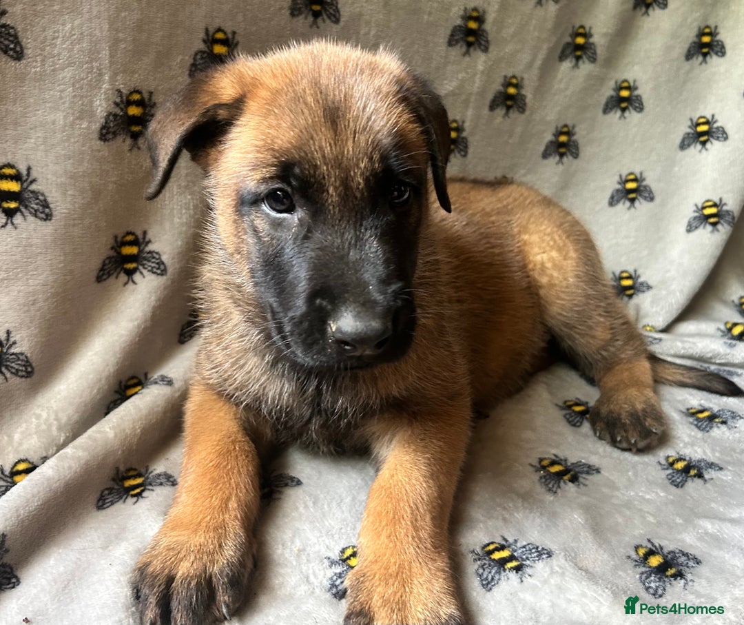 Belgian Shepherd Dog dogs for sale: Belgian Malinois puppies  - Image 1