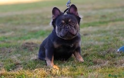 French Bulldog dogs for stud: FOR STUD - Image 1