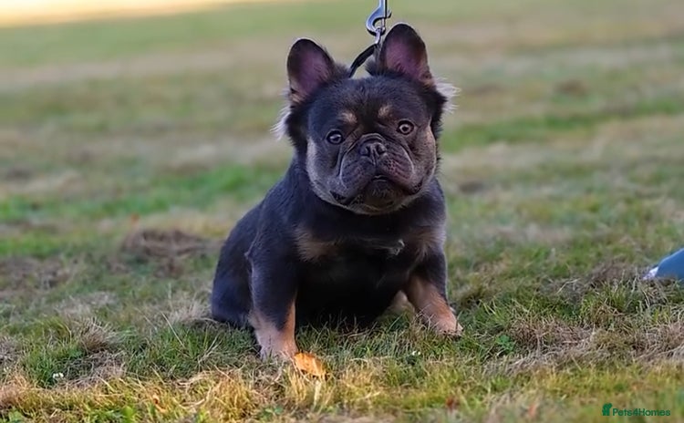 French Bulldog dogs - Advert 1