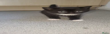 British Shorthair Kitten 1