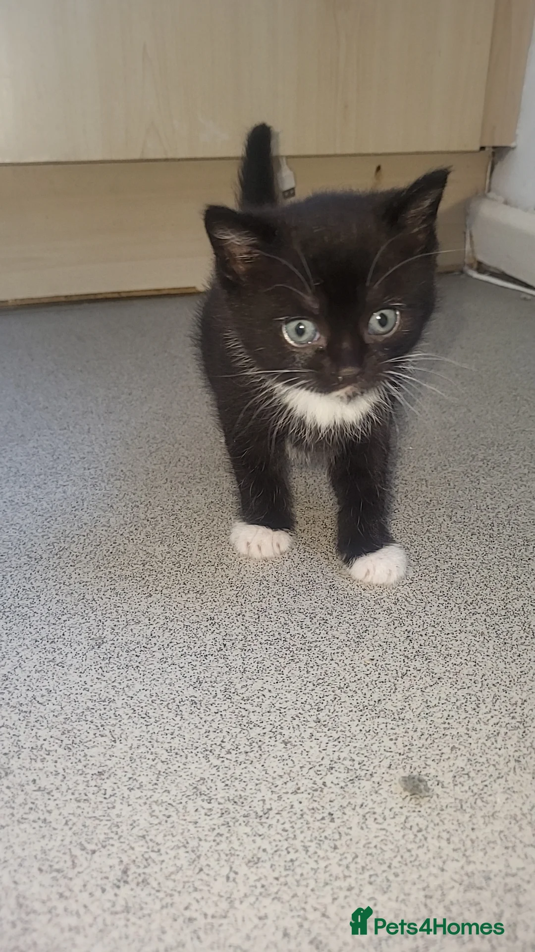 British Shorthair cats for sale: Beautiful kittens for sale - Advert 2
