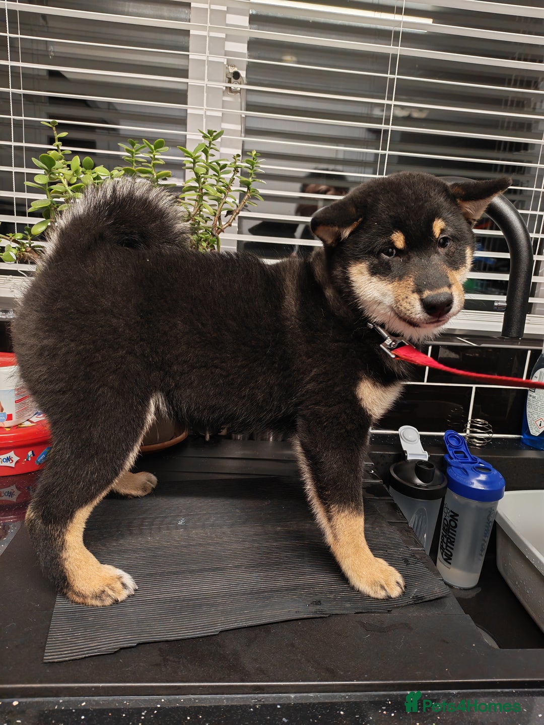 Japanese Shiba Inu dogs for sale: KC reg Japanese shiba inu puppies  - Advert 2