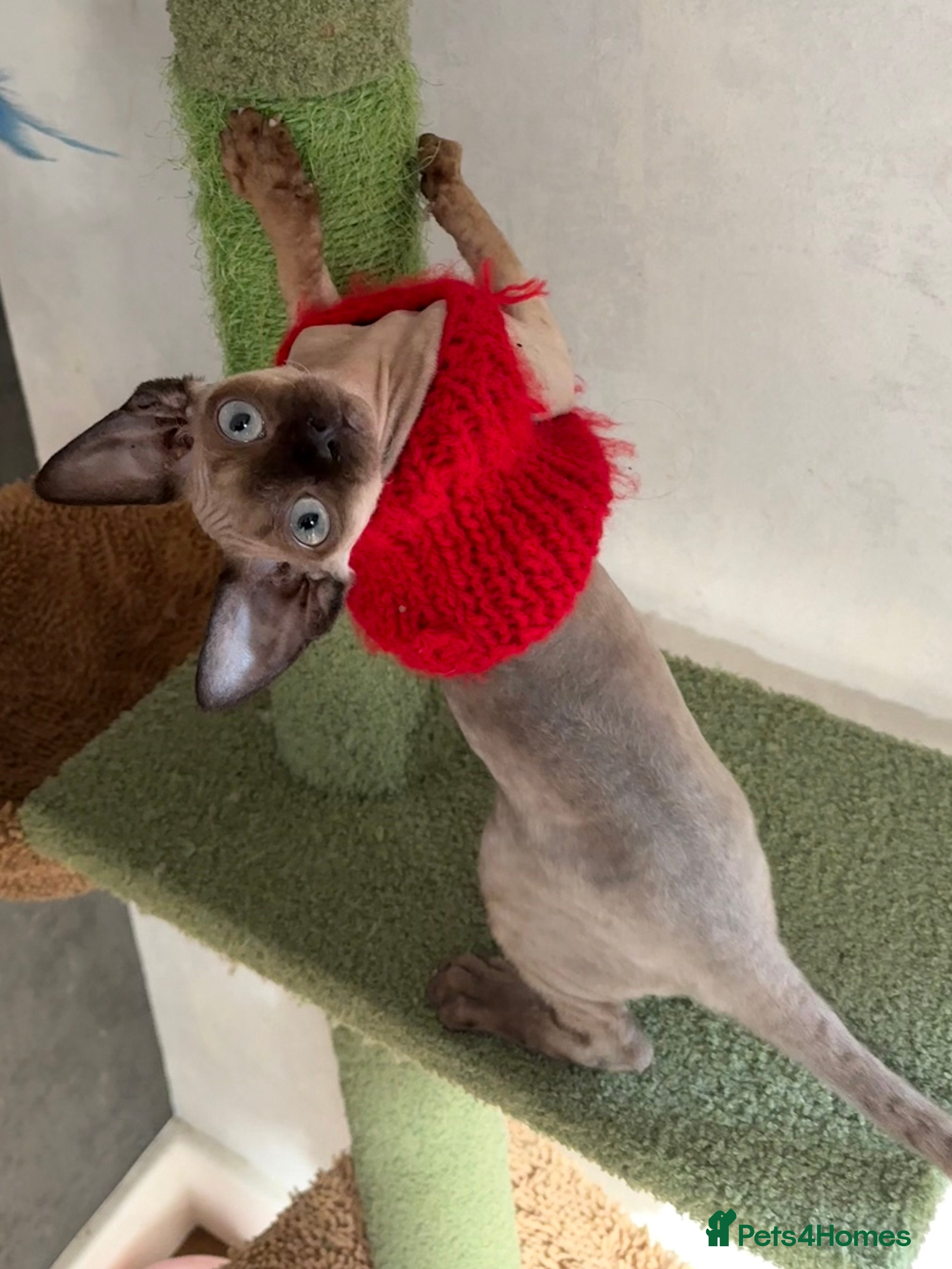 Devon Rex cats Active girl ready to go GCCF - Advert 1