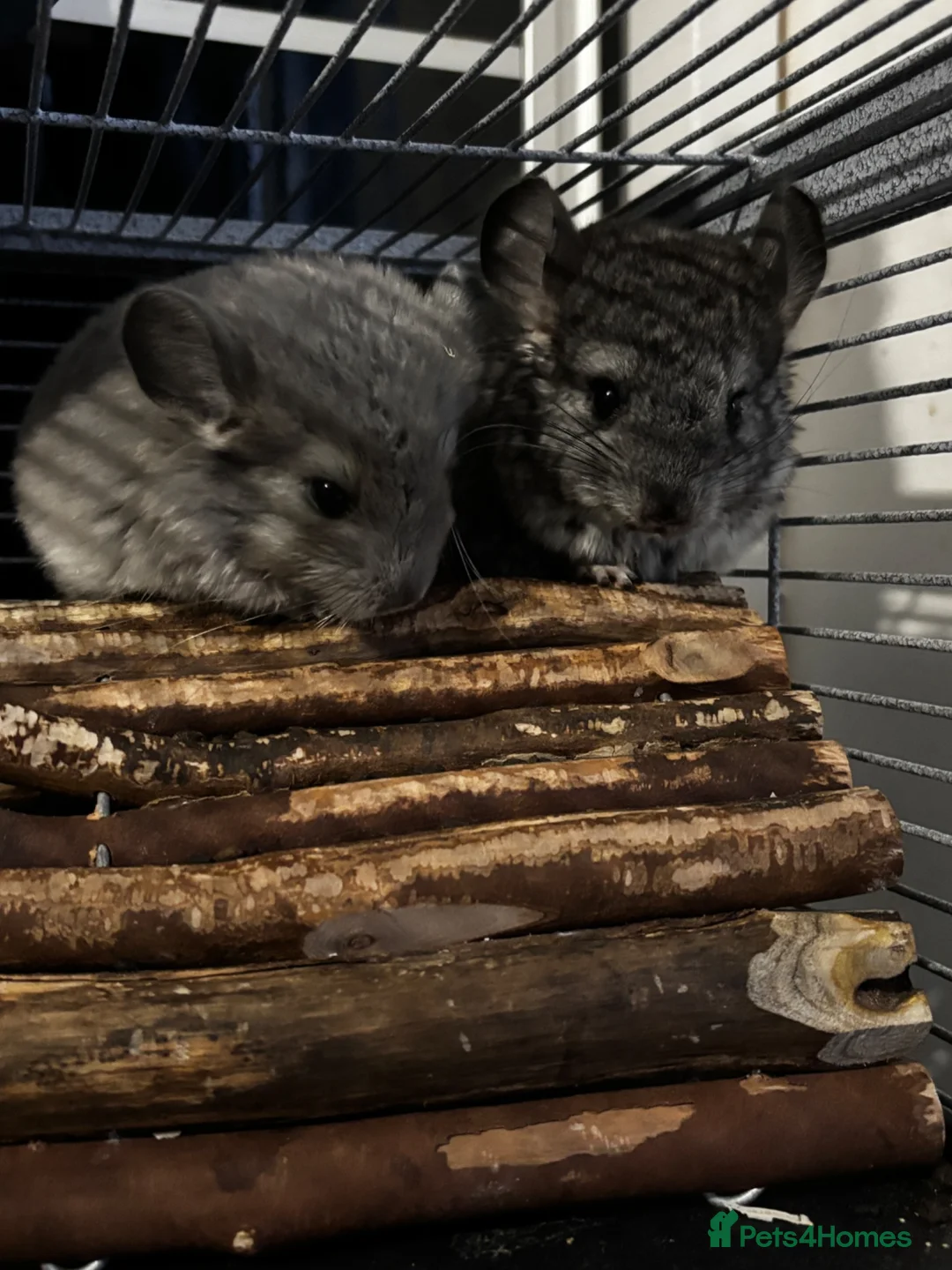 Chinchilla rodents for sale: Beautiful chinchillas for sale  in Bangor - Advert 2