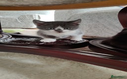 Mixed Breed cats for sale: Kitten's  - Image 15