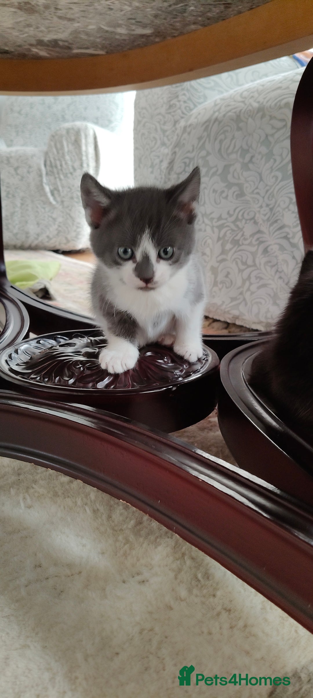 Mixed Breed cats for sale: Kitten's  - Image 15