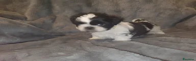 Shih Tzu Puppy 3