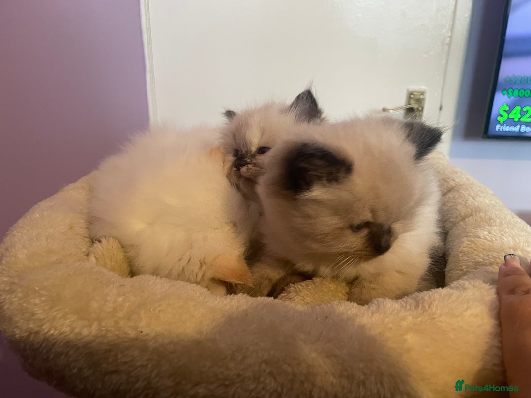 Ragdoll cats for sale:  Beautiful Ragdoll Kittens * 3 BoYs *  - Image 5
