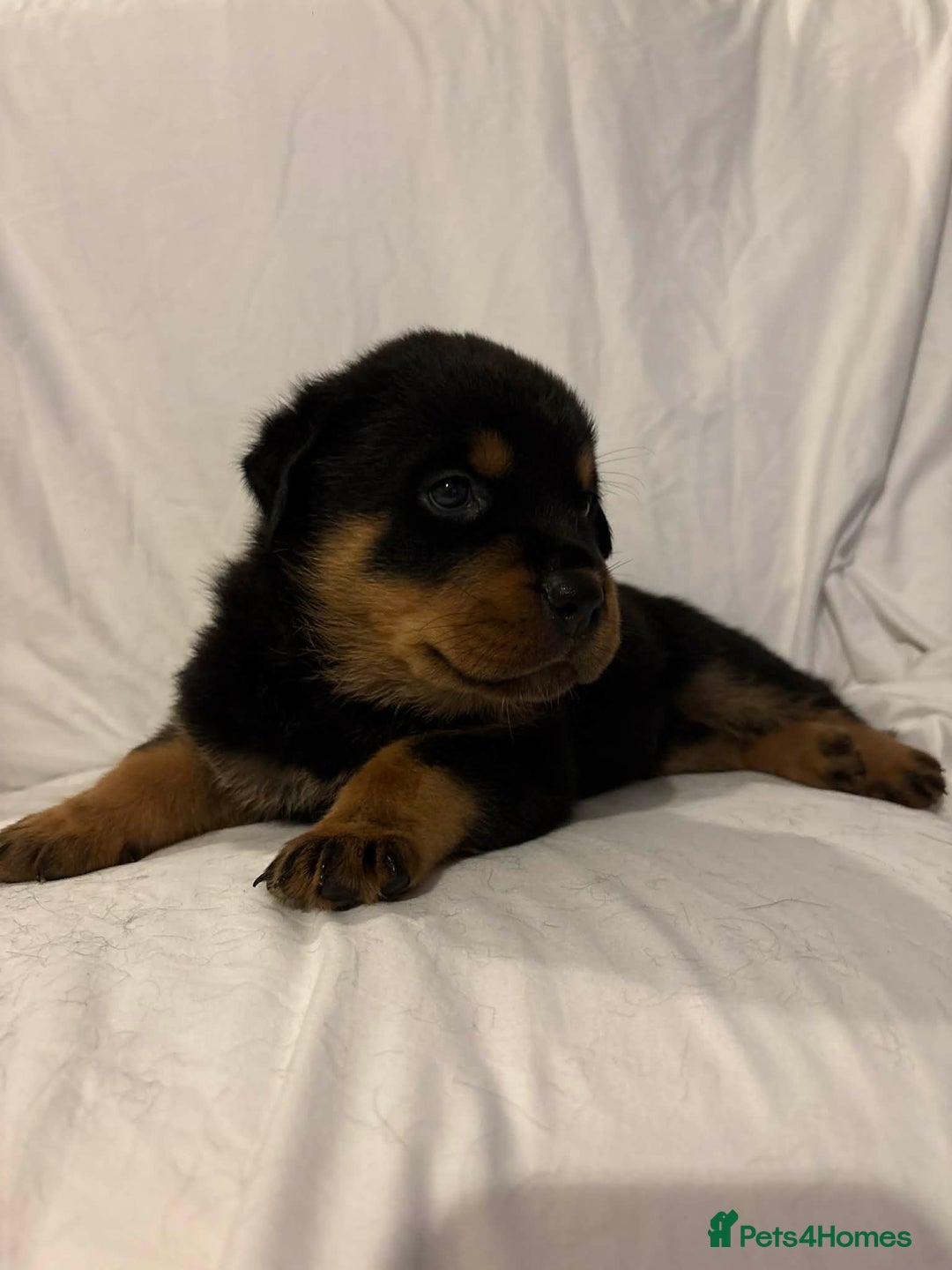 Rottweiler dogs for sale: Stunning Rottweiler puppies - Advert 32
