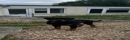 Rottweiler dogs for sale: Rottweiler puppies for show & breeding - Advert 22