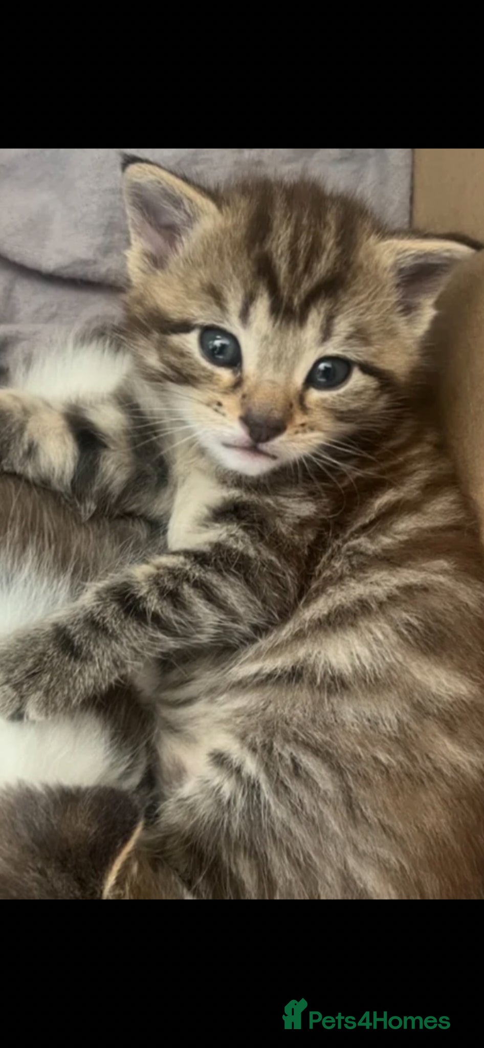 British Shorthair cats British Shorthair cross Kittens - Advert 1