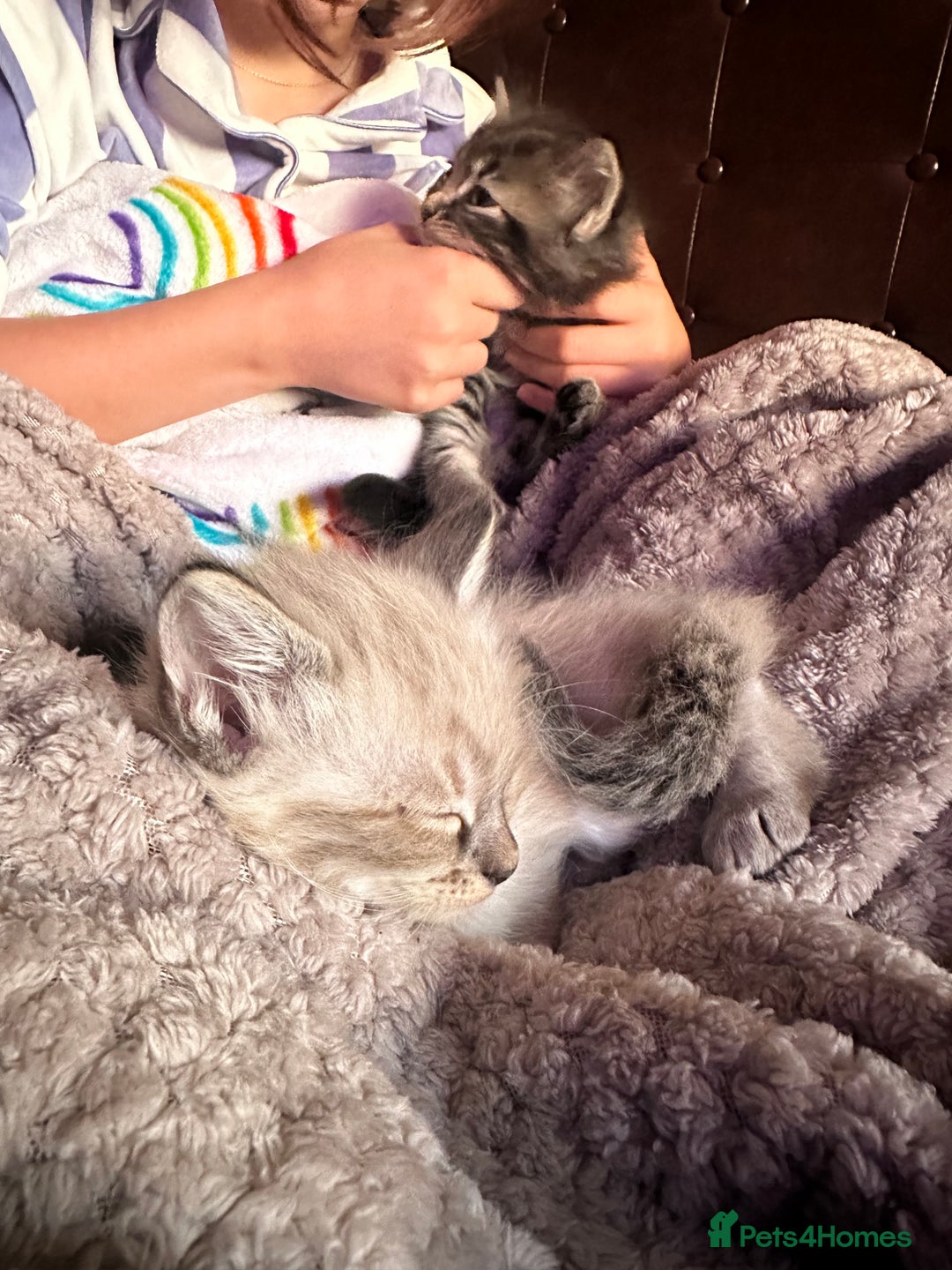 Ragdoll cats for sale: Ragdoll x Maincoone loving babies - Image 22