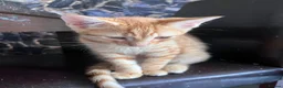 Mixed Breed cats for sale: 7 Stunning Mixed Breed Turkish Angora kittens - Advert 2