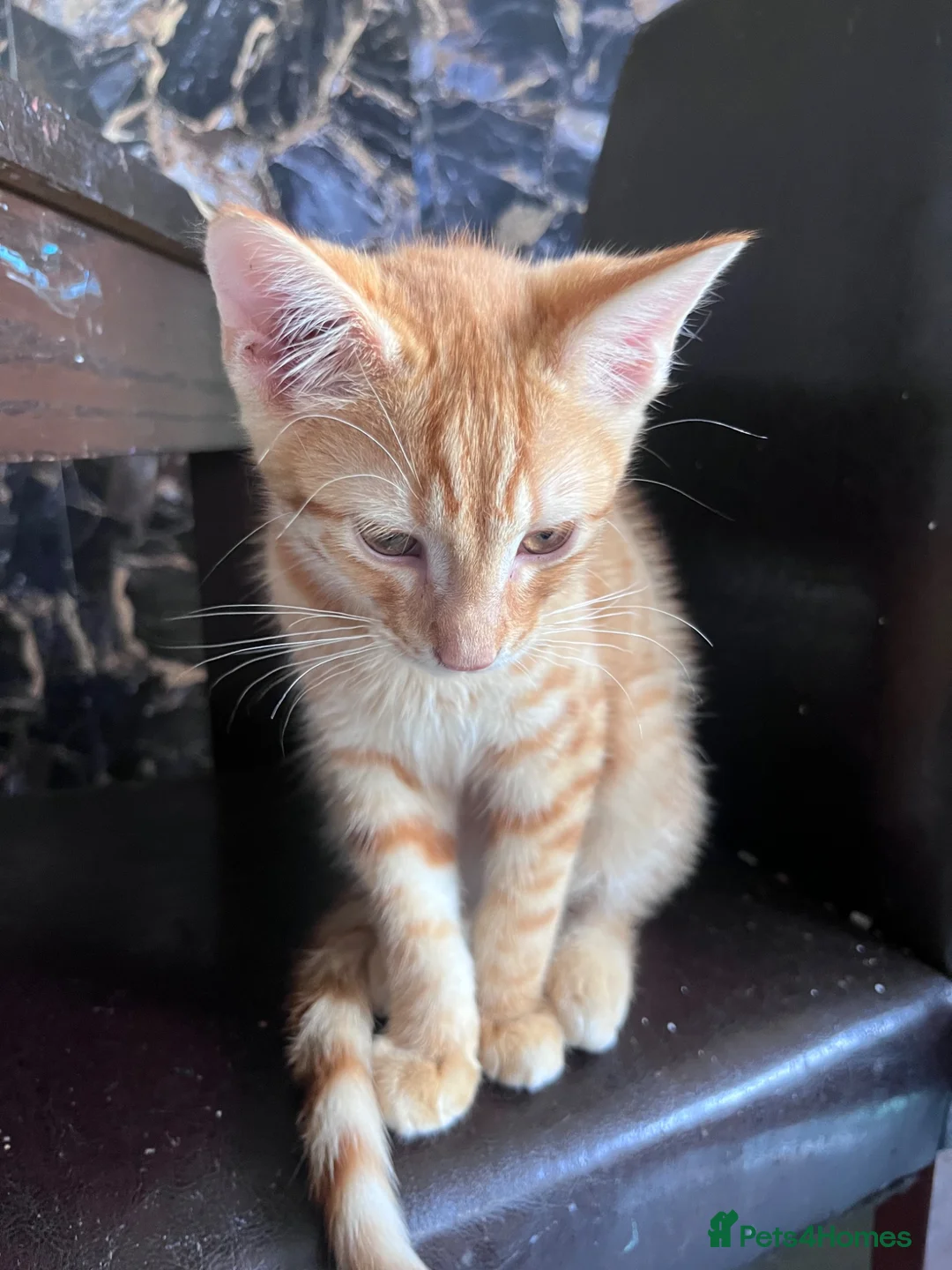 Mixed Breed cats for sale: 7 Stunning Mixed Breed Turkish Angora kittens - Advert 2