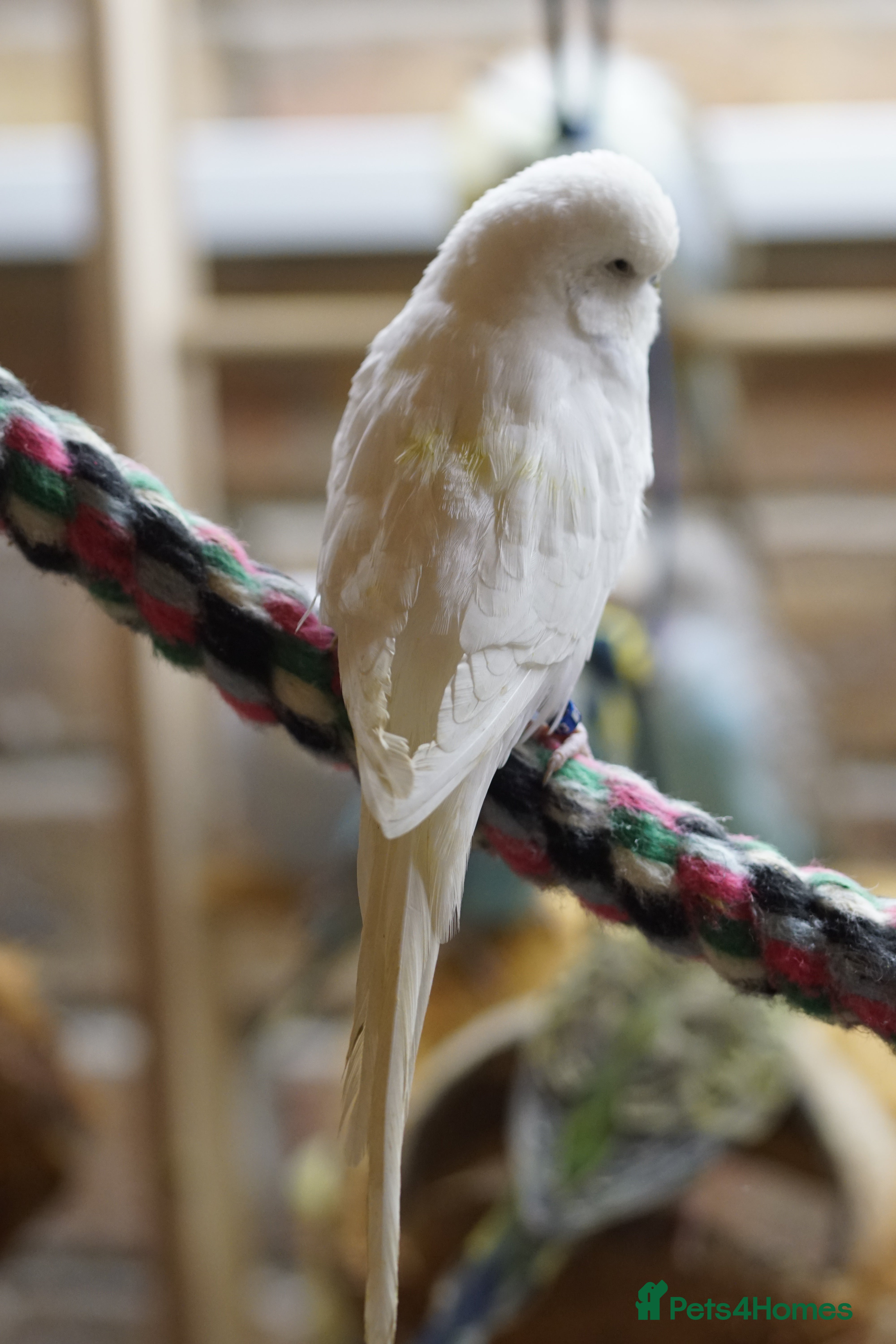 Budgerigars birds Budgies  - Advert 5