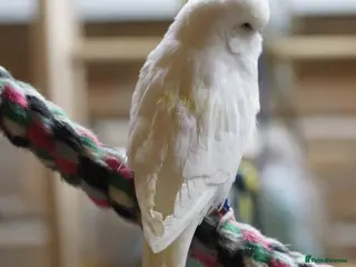 Budgerigars birds Budgies - Advert 15