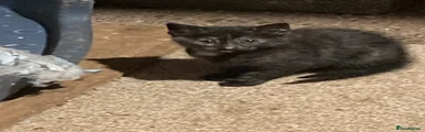 Mixed Breed Kitten 3