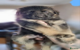 German Shepherd dogs for sale: German Shepherd Puppies - Image 2