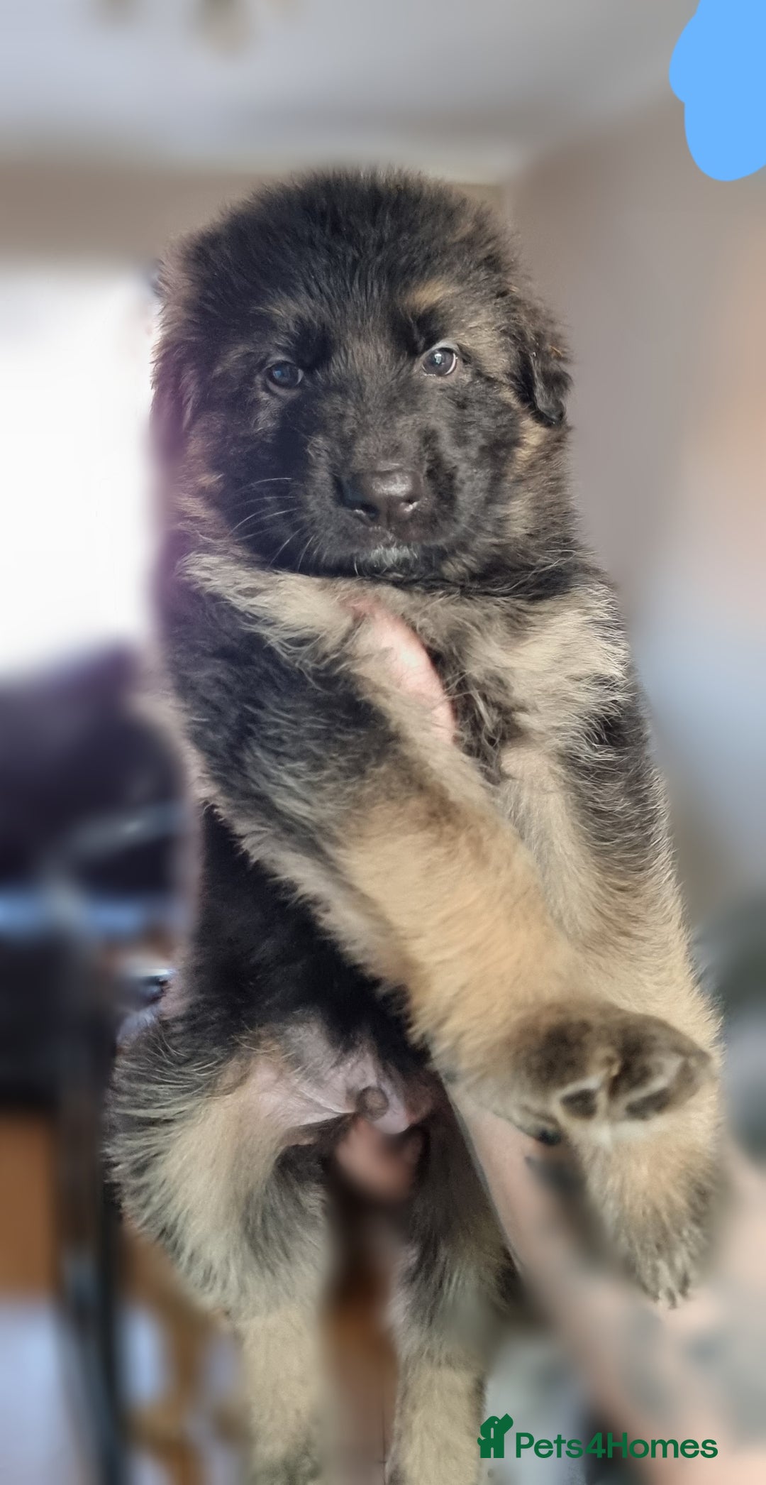 German Shepherd dogs for sale: German Shepherd Puppies - Image 2