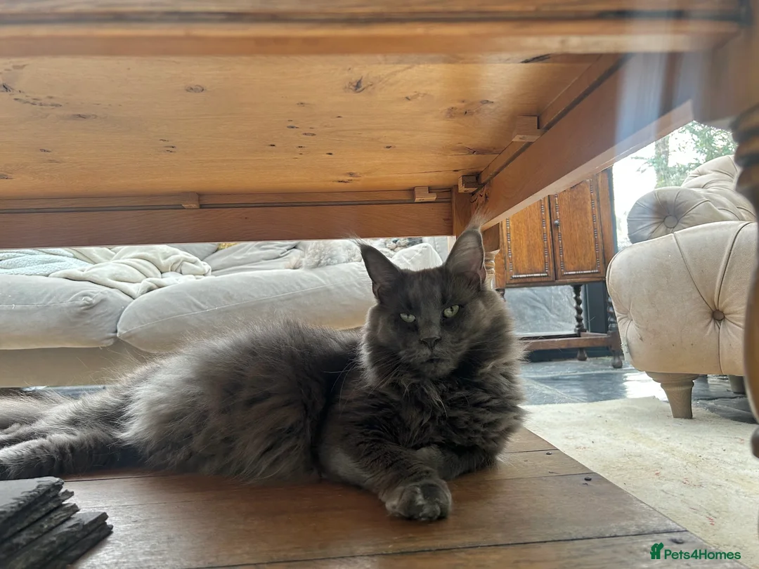 Maine Coon cats for sale: Kittens on the way! - Advert 12