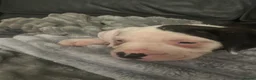 American Bulldog dogs for sale: ❤️AMERICAN BULLDOG PUPPIES   1 GIRL LEFT ❤️🐾 - Advert 7