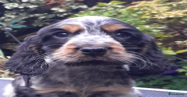 Cocker Spaniel dogs Adorable KC show cocker spaniels - Advert 15