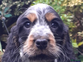 Cocker Spaniel dogs for sale: Adorable KC show cocker spaniels - Advert 1