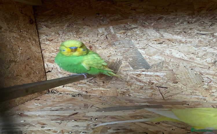 Budgerigars birds - Advert 9