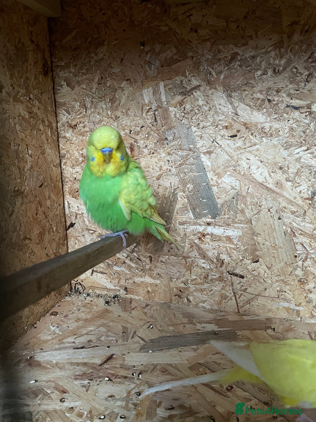 Budgerigars birds for sale: Baby Budgies for sale - Image 1