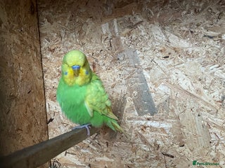 Budgerigars birds - Advert 26