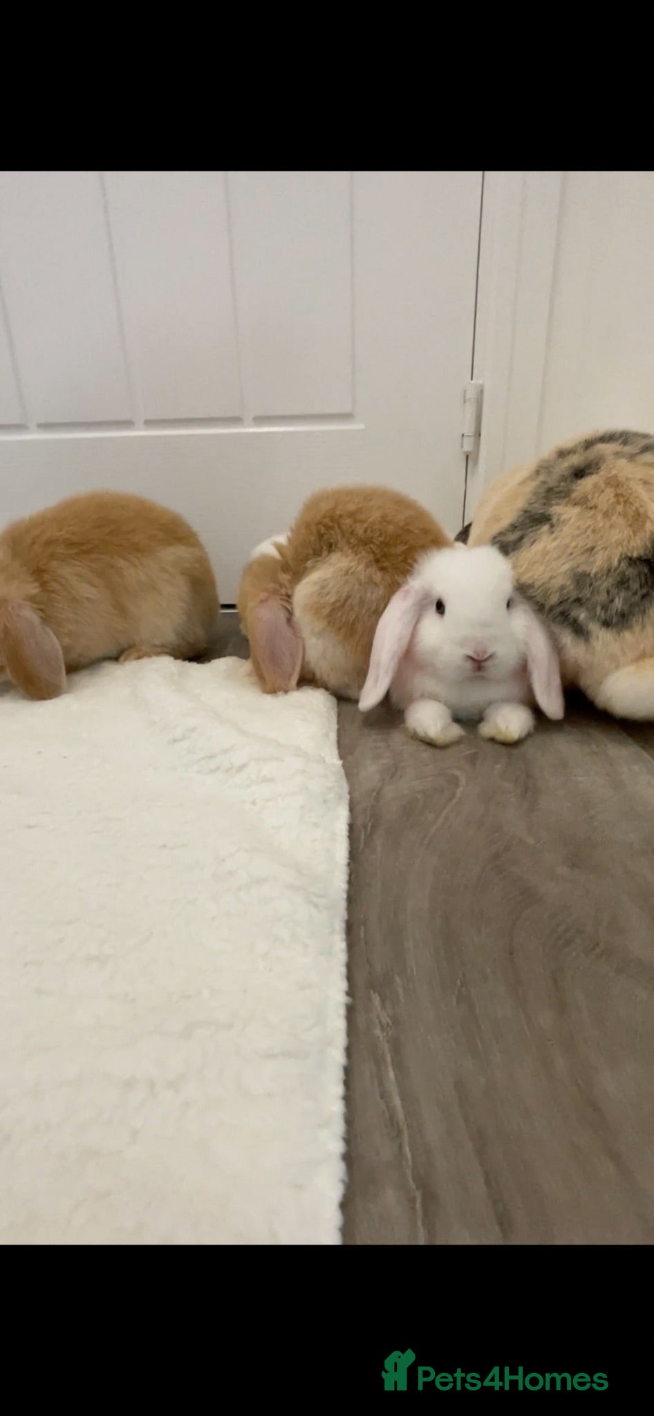 Mini Lop rabbits Baby Mini Lop Beautiful boy - Advert 18