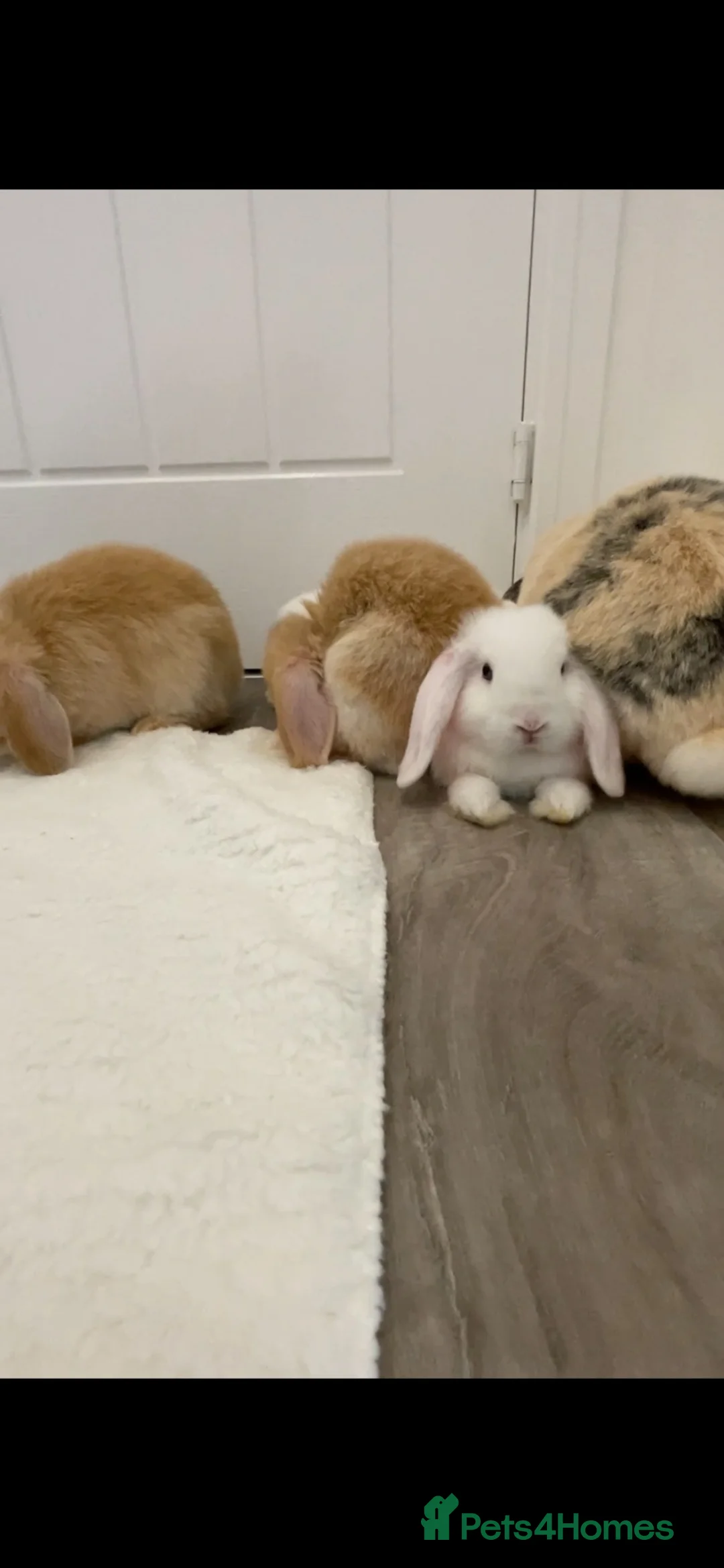 Mini Lop rabbits for sale: Baby Mini Lop Beautiful boy - Advert 1