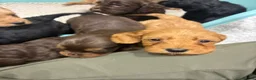 Cockapoo dogs for sale: Gorgeous cockatoo puppies  - Advert 16